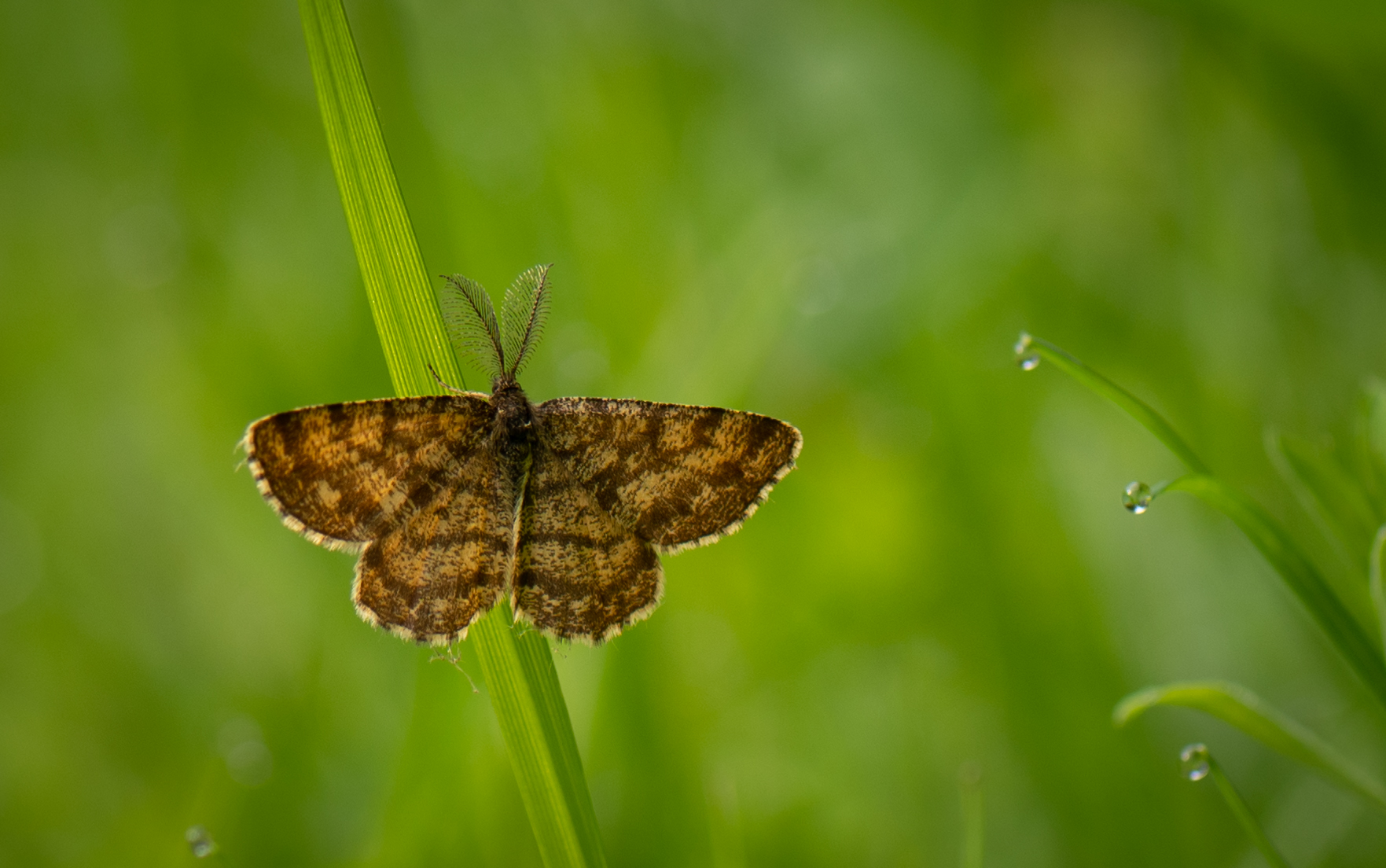 Heidespanner (Ematurga atomaria)